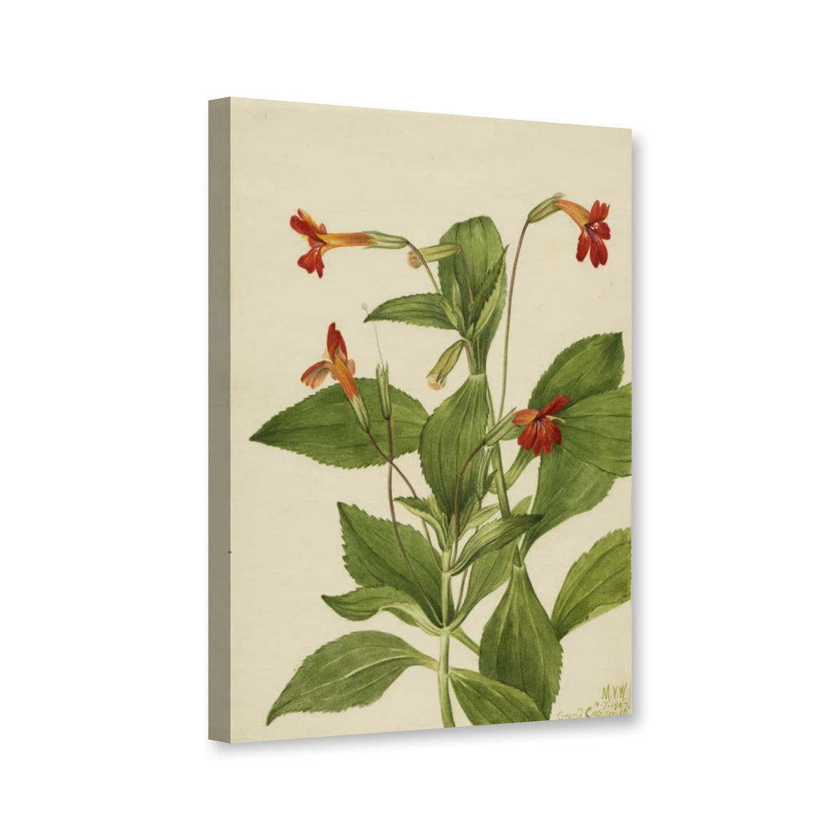 Kardinals-Gauklerblume (Mimulus cardinalis) von Mary Vaux Walcott als Leinwand – Perspektivansicht