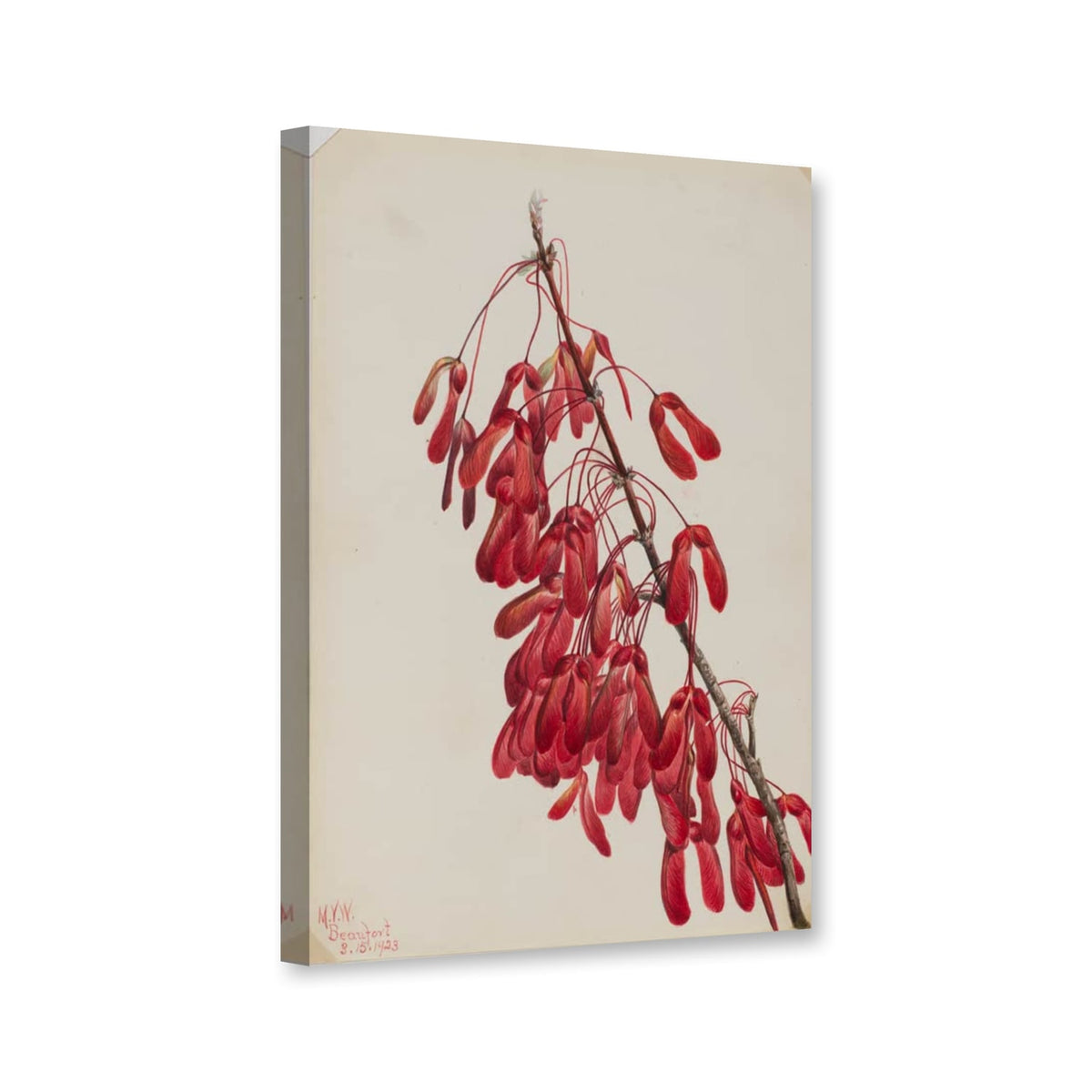 Karolina-Ahorn (Acer carolinianum) von Mary Vaux Walcott als Leinwand – Perspektivansicht