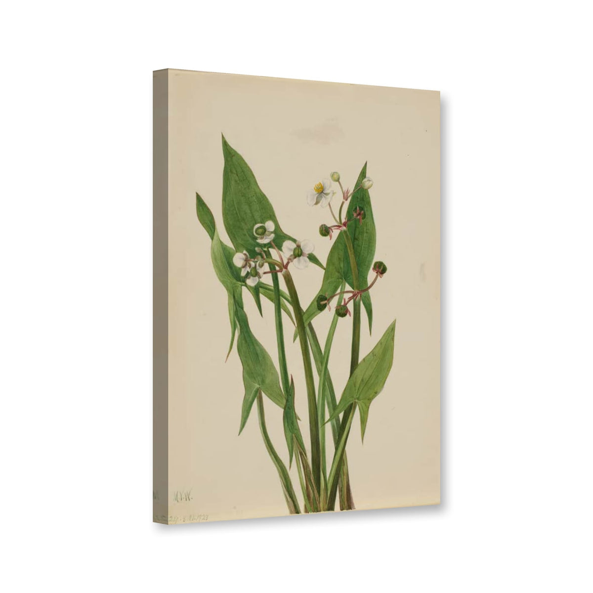 Keilblättriges Pfeilkraut (Sagittaria cuneata) von Mary Vaux Walcott als Leinwand – Perspektivansicht