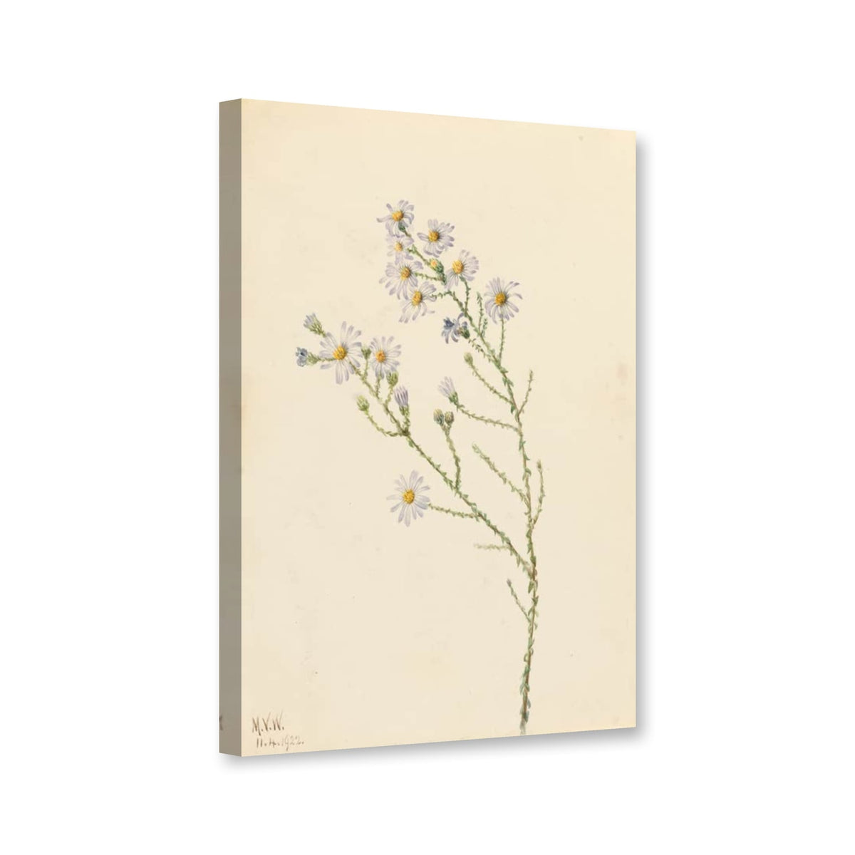 Kiefernland-Aster (Aster squarrosus) von Mary Vaux Walcott als Leinwand – Perspektivansicht