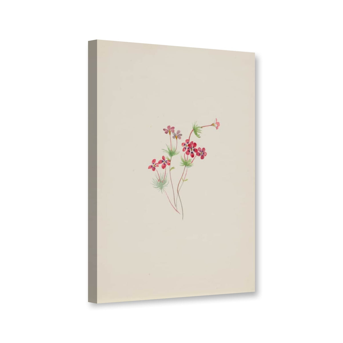 Kleinblütige Gilie (Gilia linanthus parviflorus) von Mary Vaux Walcott als Leinwand – Perspektivansicht
