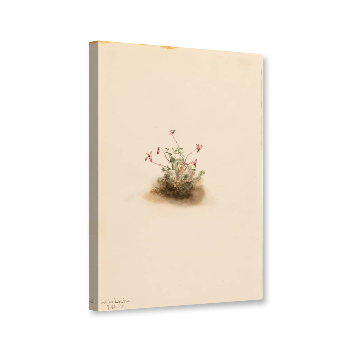 Kleine Moosbeere (Oxycoccus palustris) von Mary Vaux Walcott als Leinwand – Perspektivansicht