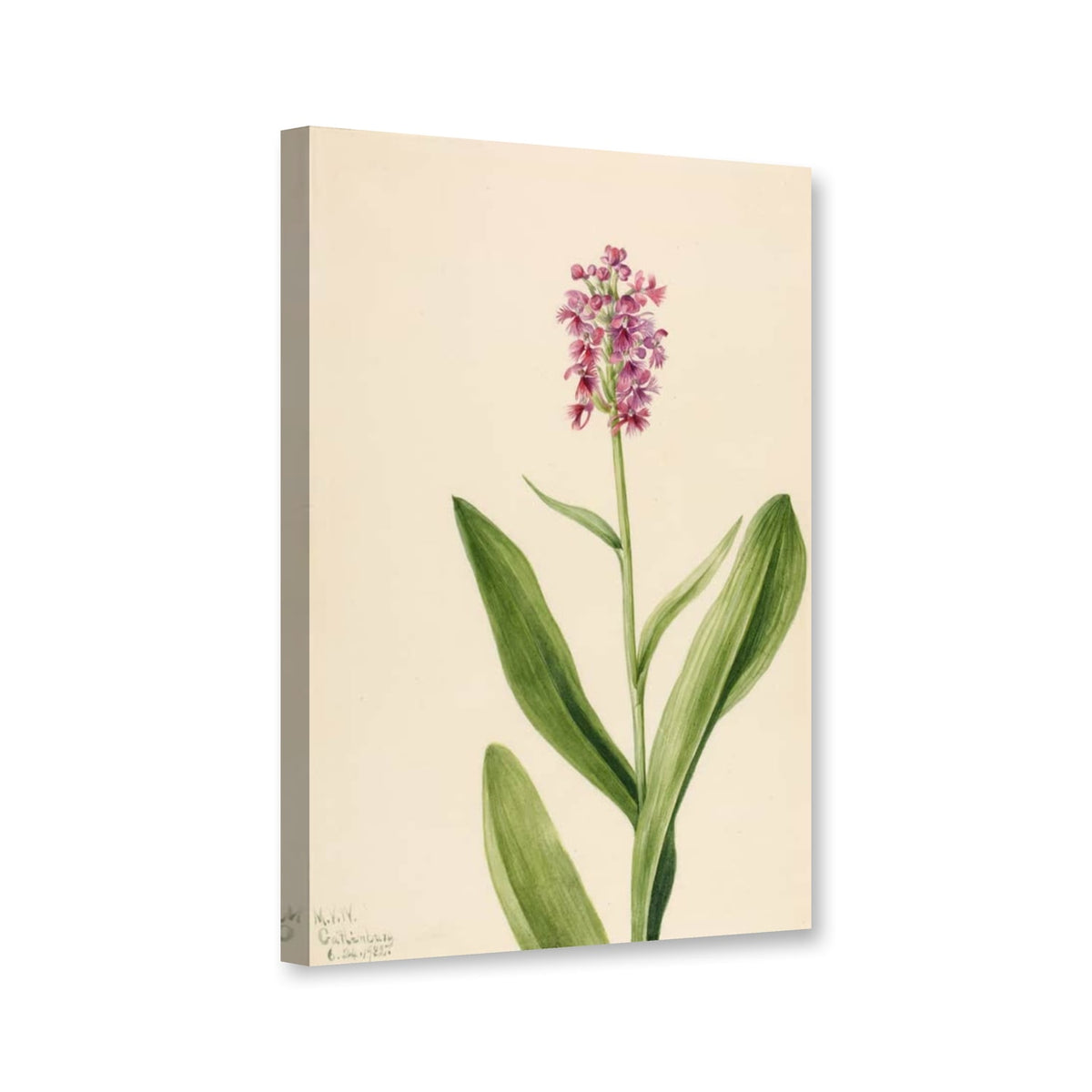 Kleine Purpur-Fransenorchis (Habenaria psychodes) von Mary Vaux Walcott als Leinwand – Perspektivansicht
