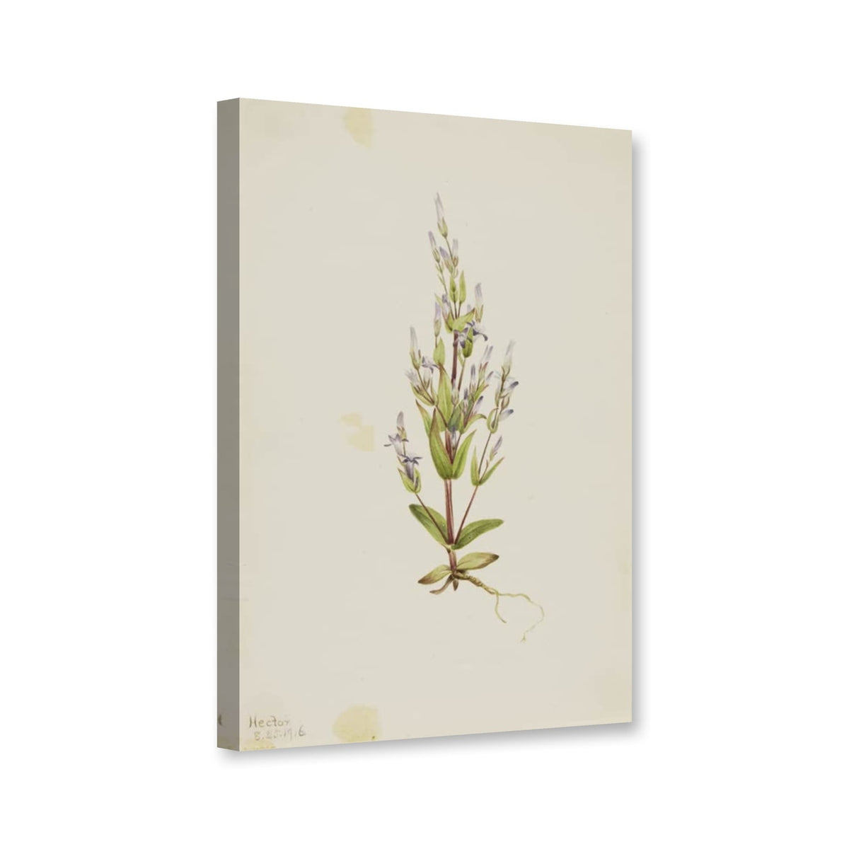 Leiter-Enzian (Gentiana acuta) von Mary Vaux Walcott als Leinwand – Perspektivansicht