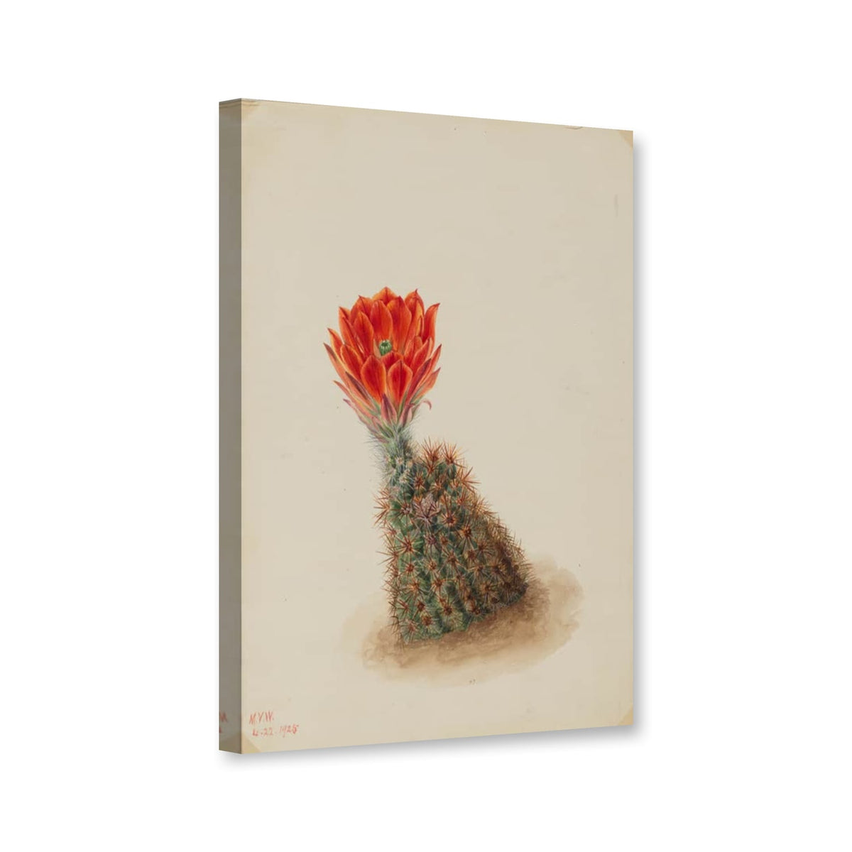Lloyds Erdbeerkaktus (Echinocereus lloydii) von Mary Vaux Walcott als Leinwand – Perspektivansicht