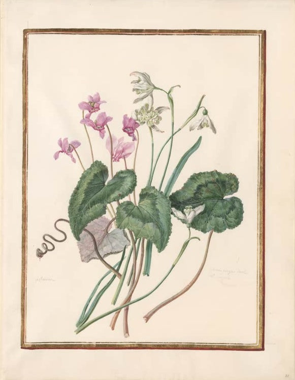 Madeleine Françoise Basseporte Alpenveilchen und Schneeglöckchen Kunstkopie, rosa Blüten und weiße Schneeglöckchen