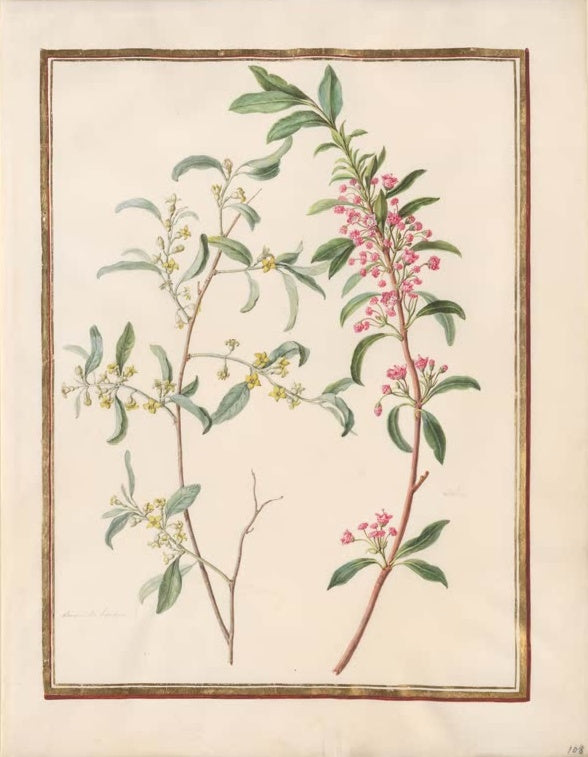 Madeleine Françoise Basseporte Berglorbeer (Kalmia latifolia) und Zweig mit gelben Blütchen Kunstkopie, Aquarell um 1750