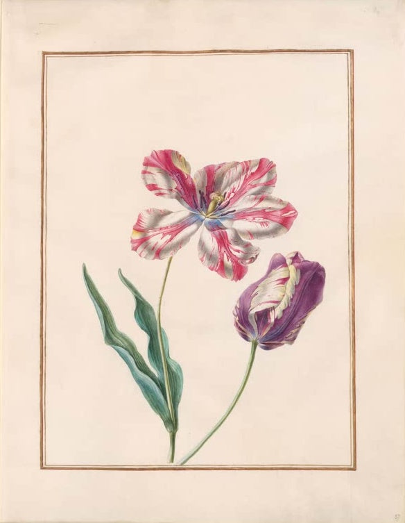 Madeleine Françoise Basseporte Bizarre Tulpen in Rosaweiß und Violett Kunstkopie, rosaweiß gestreifte und violette Tulpe