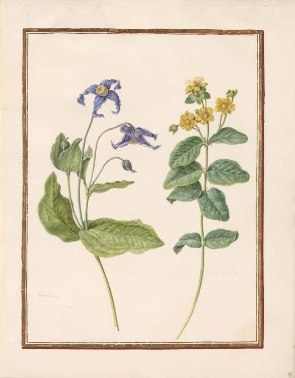 Madeleine Françoise Basseporte Blaue Waldrebe und Johanniskraut Kunstkopie, blaue Waldrebe neben gelbem Johanniskraut