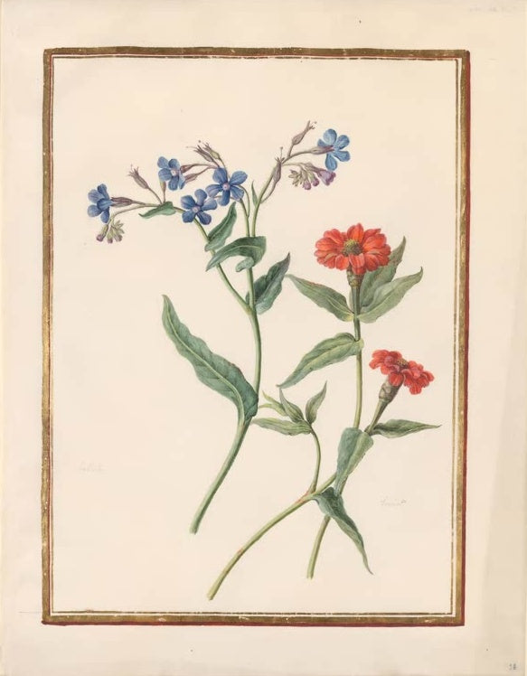 Madeleine Françoise Basseporte Blauer Borretsch und rote Zinnien Kunstkopie, blaue Borretschblüten neben roten Zinnien