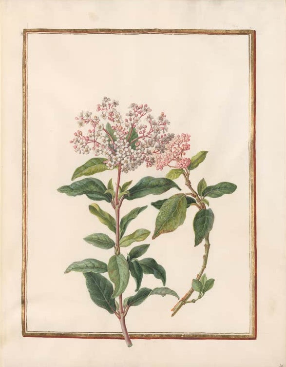 Madeleine Françoise Basseporte Blühende Apfelbeere mit rosa Knospendolden Kunstkopie, Zweig mit weißen und rosa Blütendolden