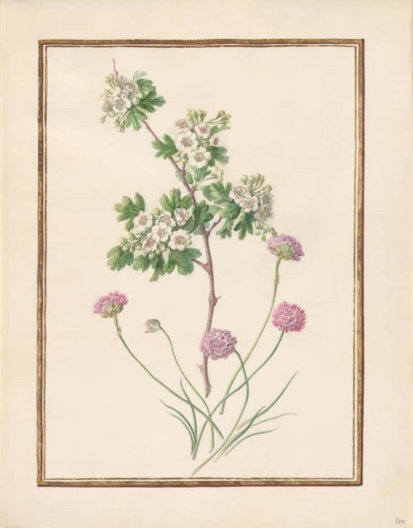 Madeleine Françoise Basseporte Blühender Weißdornzweig und rosa Lauch (Allium) Kunstkopie