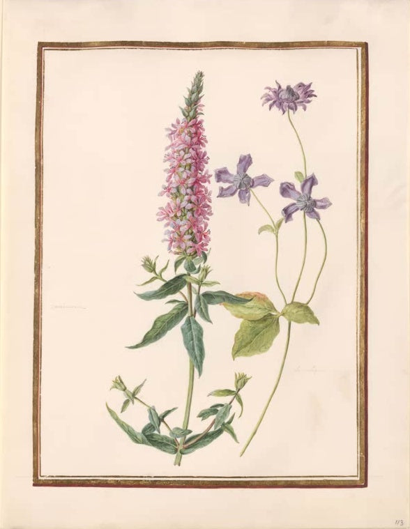 Madeleine Françoise Basseporte Blutweiderich und violette Waldrebe Kunstkopie, rosa Blütenähre neben Waldrebenblüten