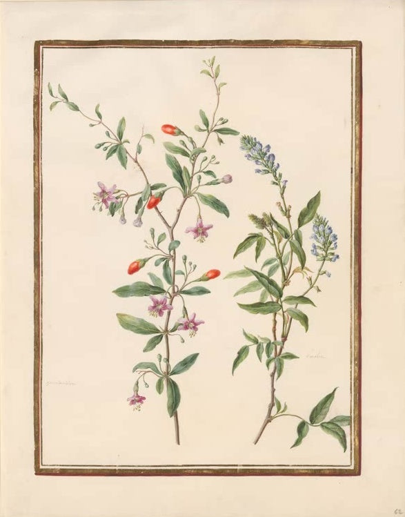 Madeleine Françoise Basseporte Bocksdorn mit roten Beeren und blauer Blütenähre Kunstkopie, Aquarell auf Pergament