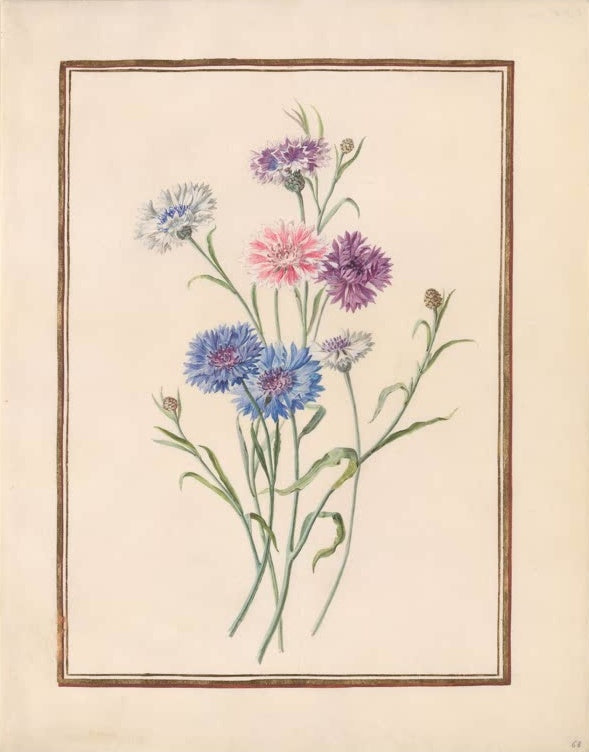 Madeleine Françoise Basseporte Bunte Kornblumen in Blau, Violett und Rosa (Centaurea cyanus) Kunstkopie, Aquarell um 1750