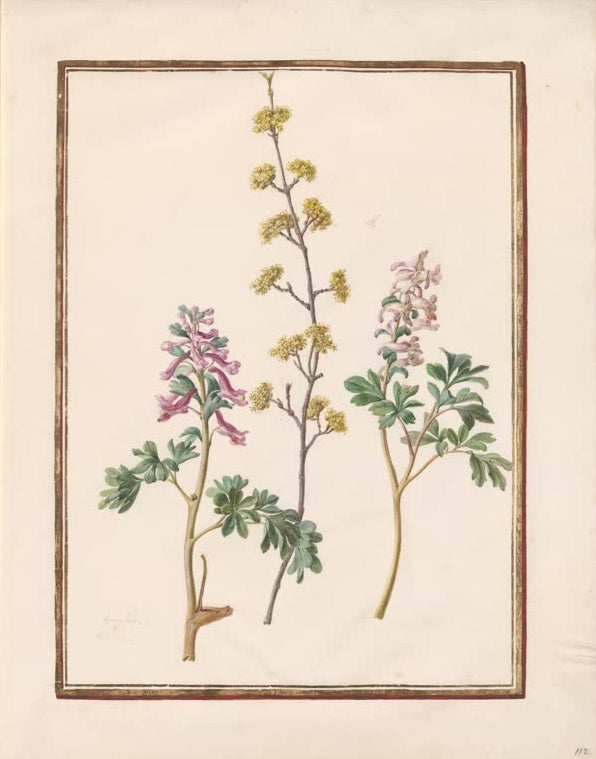 Madeleine Françoise Basseporte Erdrauch und gelber Forsythienzweig Kunstkopie, gelber Zweig zwischen rosa Pflanzen