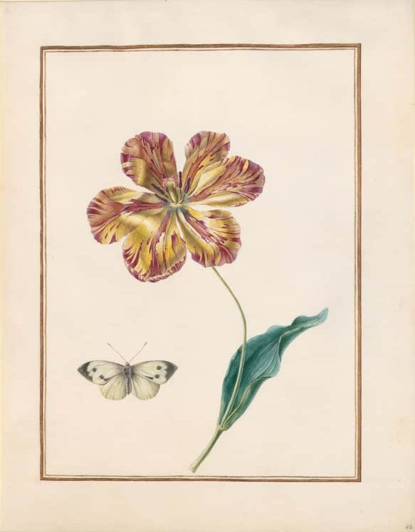 Madeleine Françoise Basseporte Geflammte Tulpe mit Kohlweißling Kunstkopie, gelb und purpurn gestreifte Blüte