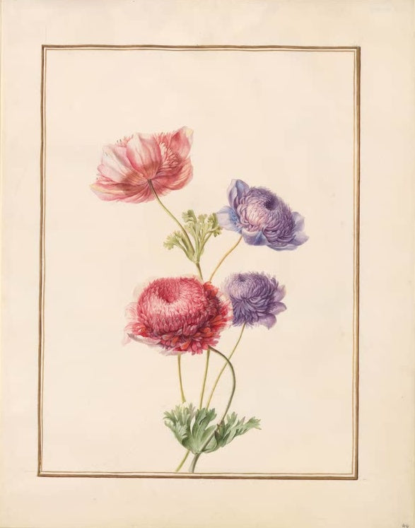 Madeleine Françoise Basseporte Gefüllte Anemonen in Rosa, Rot und Violett Kunstkopie, rosa und violette Blüten