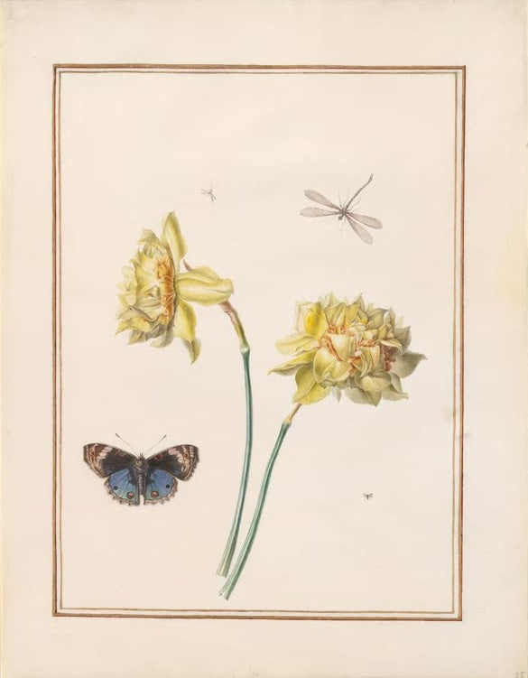 Madeleine Françoise Basseporte Gefüllte Jonquillen mit blauem Falter und Libelle Kunstkopie
