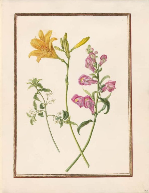Madeleine Françoise Basseporte Gelbe Taglilie und rosa Löwenmaul Kunstkopie, Aquarell auf Pergament