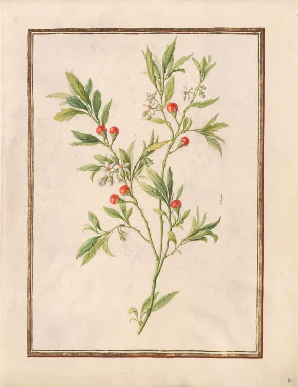 Madeleine Françoise Basseporte Korallenkirsche (Solanum pseudocapsicum) mit roten Beeren Kunstkopie, Aquarell um 1750