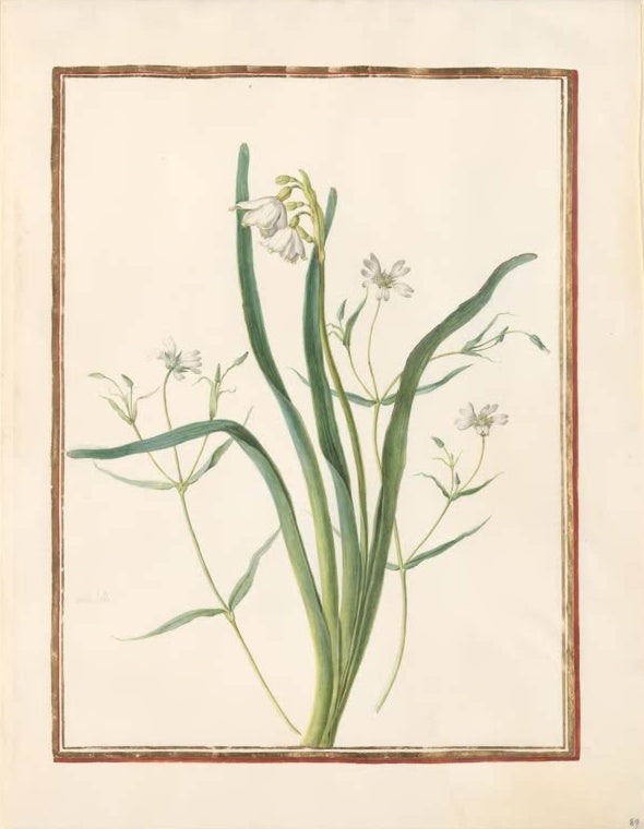 Madeleine Françoise Basseporte Maiglöckchen und Hornkraut Kunstkopie, weiße Glöckchen und Sternblüten mit schlanken Blättern