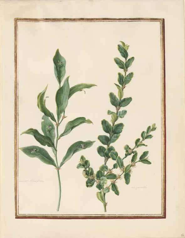 Madeleine Françoise Basseporte Panaschierter Buchsbaum und Zweig mit kleinen Blüten Kunstkopie