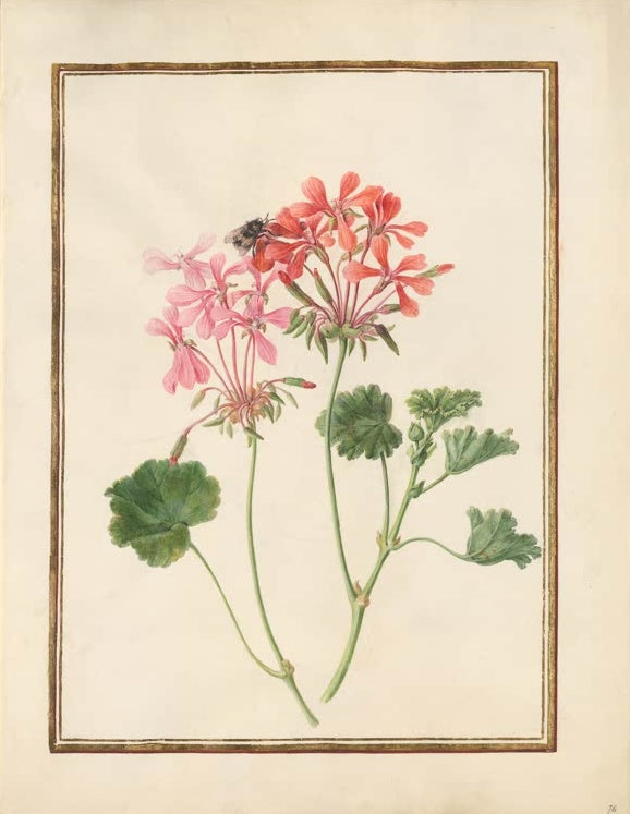 Madeleine Françoise Basseporte Pelargonie in Rosa und Lachsrot mit Hummel Kunstkopie, rosa und lachsrote Dolden mit Hummel