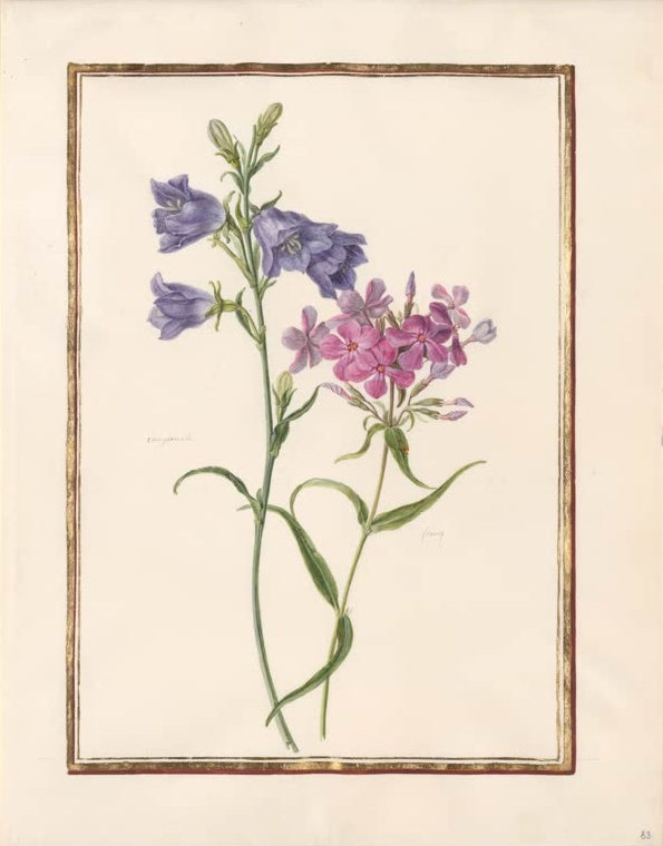 Madeleine Françoise Basseporte Pfirsichblättrige Glockenblume und rosa Phlox Kunstkopie
