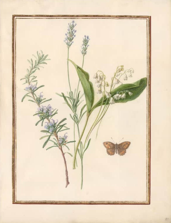 Madeleine Françoise Basseporte Rosmarin, Lavendel und Maiglöckchen mit Falter Kunstkopie