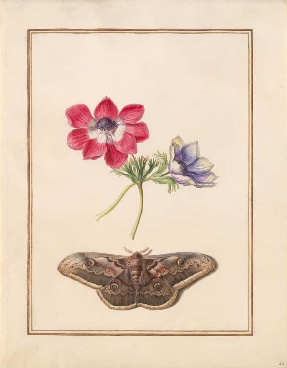 Madeleine Françoise Basseporte Rote und blauviolette Anemone mit Nachtfalter Kunstkopie, Aquarell um 1750