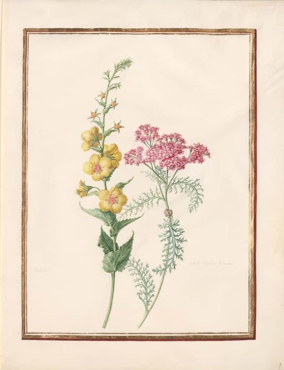 Madeleine Françoise Basseporte Schabenkraut und rosa Schafgarbe Kunstkopie, gelbes Schabenkraut neben rosa Schafgarbe
