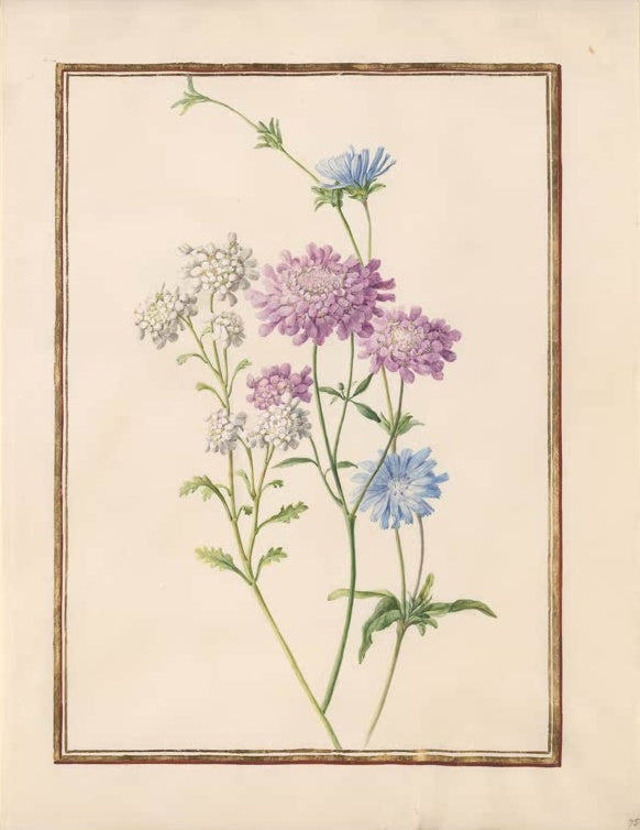 Madeleine Françoise Basseporte Skabiose Kunstkopie, rosa Blütenköpfe mit weißen Doldenblüten und blauen Korbblüten