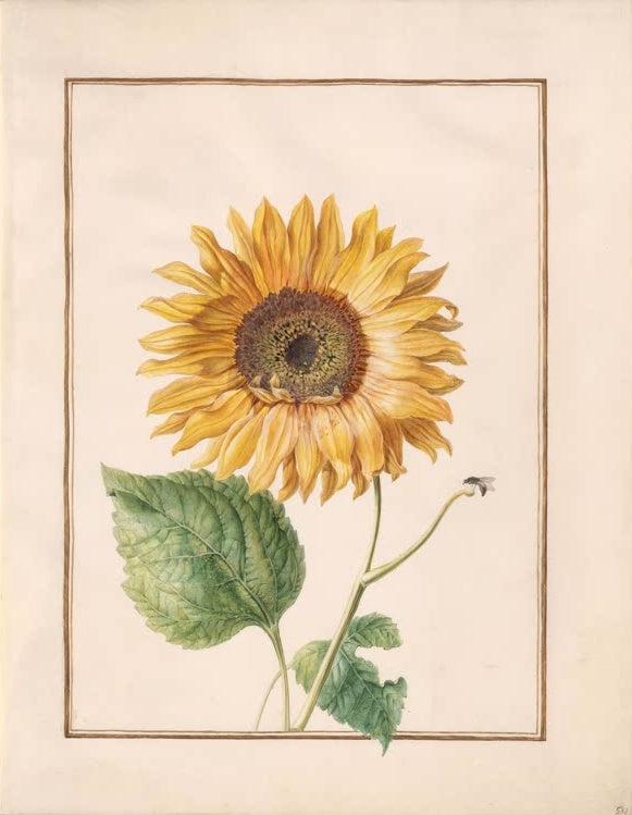 Madeleine Françoise Basseporte Sonnenblume mit Fliege Kunstkopie, goldgelbe Blüte mit großem grünem Blatt und kleiner Fliege