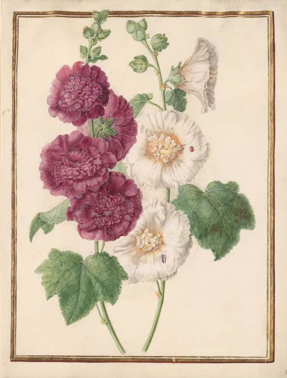 Madeleine Françoise Basseporte Stockrosen in Weinrot und Weiß mit Marienkäfer Kunstkopie