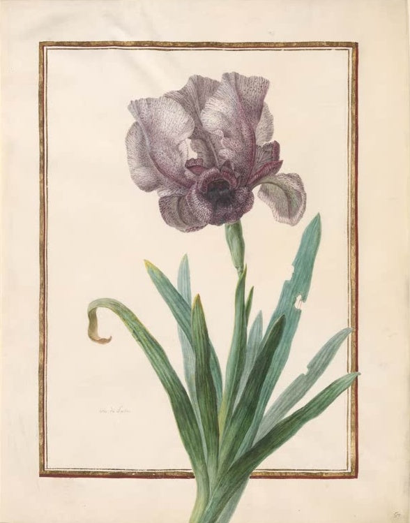 Madeleine Françoise Basseporte Violett gesprenkelte Iris Kunstkopie, gefleckte Blüte auf hohem Stiel mit grünen Blättern