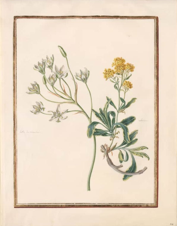 Madeleine Françoise Basseporte Weißer Milchstern (Ornithogalum umbellatum) und gelbe Blütendolden Kunstkopie