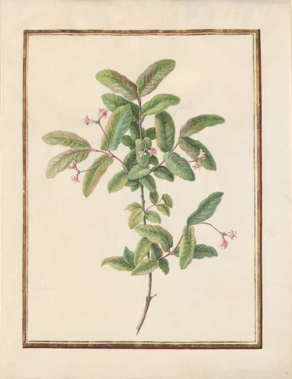 Madeleine Françoise Basseporte Zweig der Heckenkirsche mit rosa Blüten Kunstkopie, Zweig mit rosa Blüten