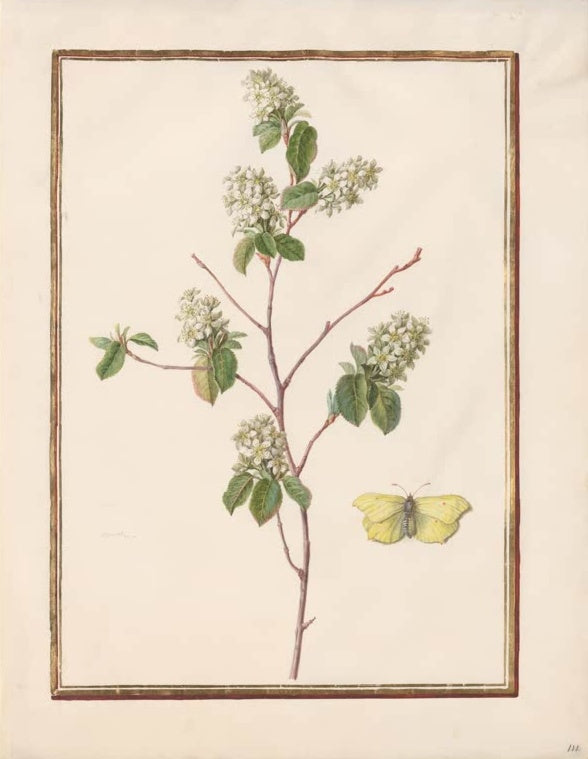 Madeleine Françoise Basseporte Zweig mit weißen Blütentrauben und Zitronenfalter Kunstkopie, Aquarell auf Pergament