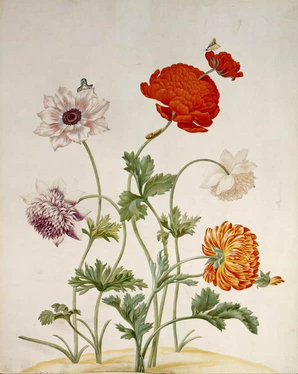 Maria Sibylla Merian Anemonen und Ranunkeln in verschiedenen Farben Kunstkopie, rote, orange, weiße und violette Blüten