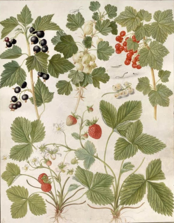 Maria Sibylla Merian Erdbeeren, Johannisbeeren und Stachelbeeren Kunstkopie, Beerensträucher mit roten und schwarzen Früchten