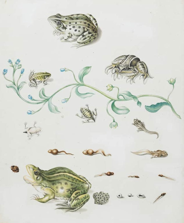 Maria Sibylla Merian Metamorphose eines Frosches mit blauer Blume Kunstkopie, Frösche, Kaulquappen und Laich auf hellem Grund