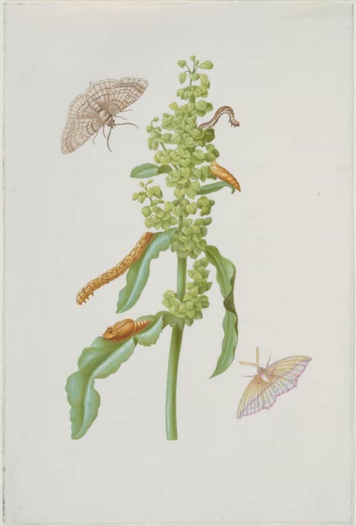 Maria Sibylla Merian Skabiose mit Spannern, Raupen und Puppen Kunstkopie, grüne Pflanze mit Faltern und Raupen