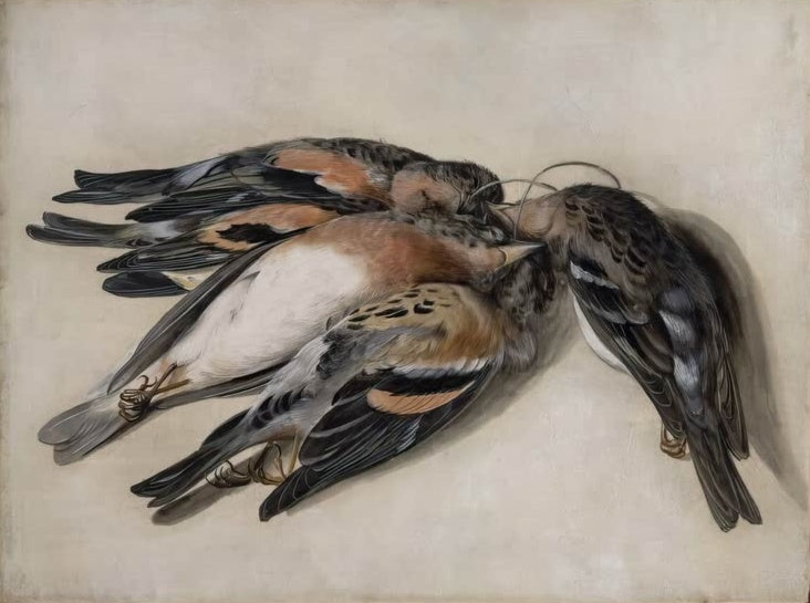 Maria Sibylla Merian Vier tote Bergfinken Kunstkopie, dicht beieinander liegende Vögel mit braunem und grauem Gefieder