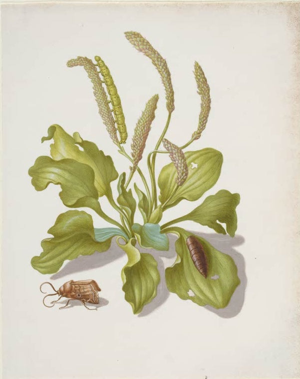 Maria Sibylla Merian Wegerich mit Metamorphose der Gemüseeule Kunstkopie, grüne Pflanze mit Raupe, Puppe und Falter