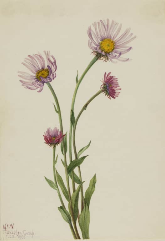 Mary Vaux Walcott Alaska-Berufkraut Kunstkopie, zwei zartrosa Strahlenblüten mit gelber Mitte und rote Knospen