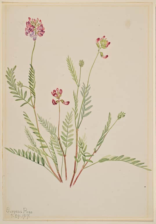Mary Vaux Walcott Alpen-Tragant Kunstkopie, rosa Blütenköpfchen über fein gefiedertem Laub