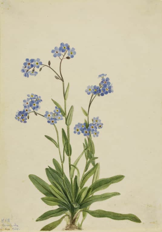 Mary Vaux Walcott Alpen-Vergissmeinnicht Kunstkopie, himmelblaue Blütendolden über einer Blattrosette