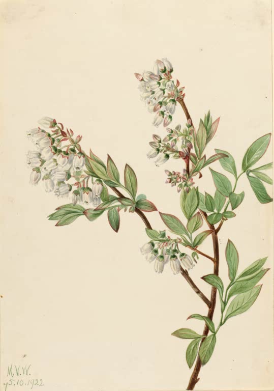 Mary Vaux Walcott Amerikanische Blaubeere Kunstkopie, Zweig mit weißen Blütentrauben und spitzen grünen Blättern