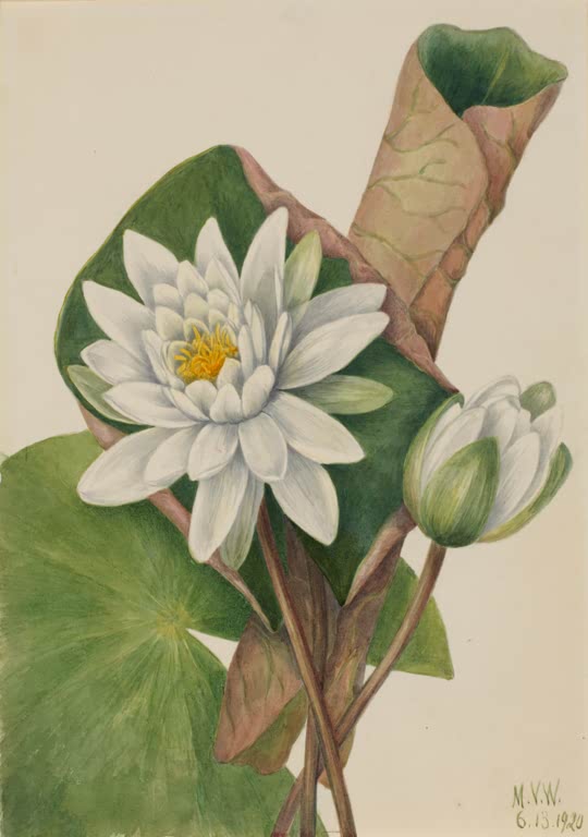 Mary Vaux Walcott Amerikanische Seerose Kunstkopie, weiße Seerose mit gelber Mitte und Knospe